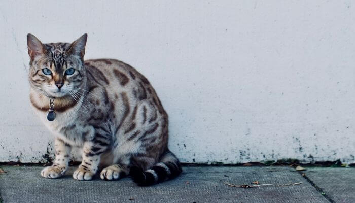 bengal outdoors