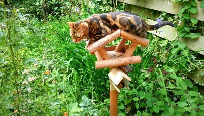 bengal sat on top of bird feeder