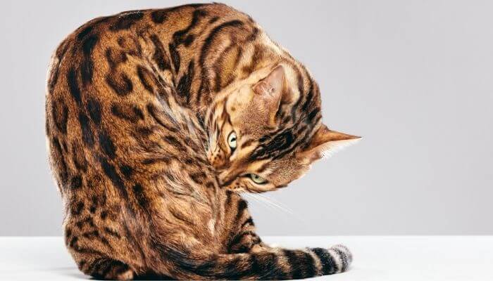 bengal cat grooming itself