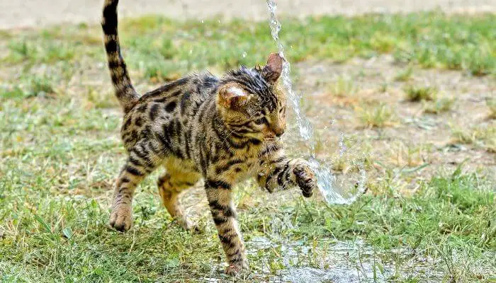 bengal playing with water