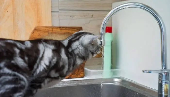 cat drinking from kitchen sink