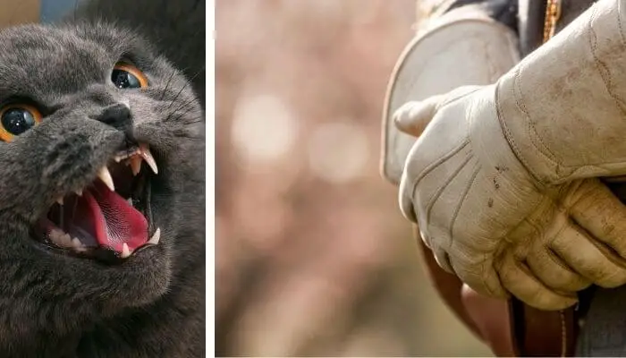 cat handling gloves