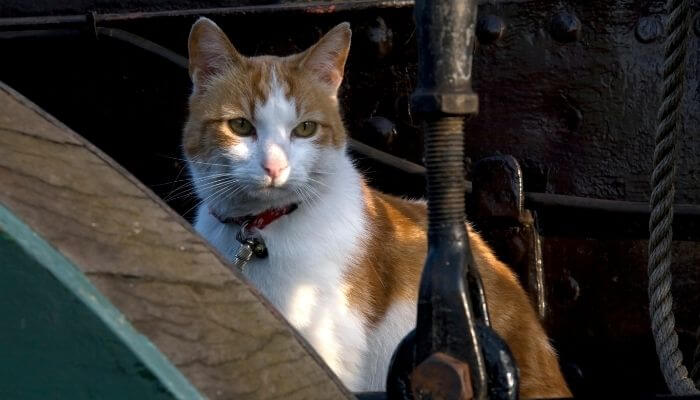 cat on a boat