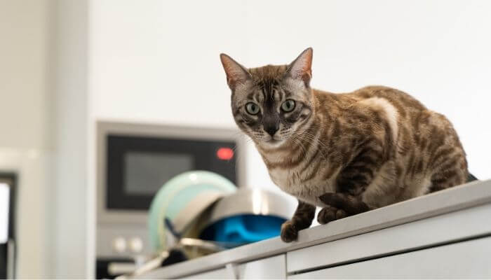 cat on kitchen counter