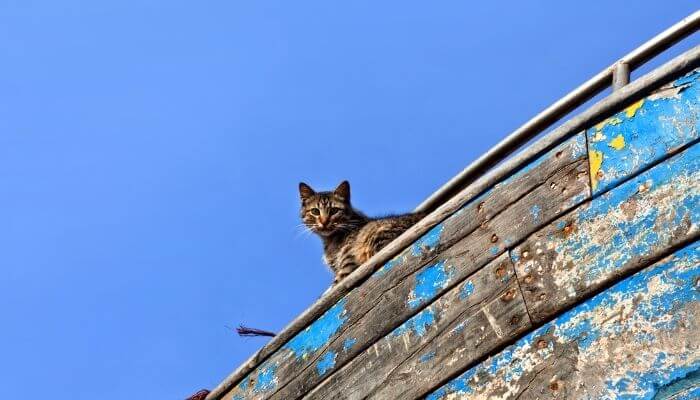 cat on old boat