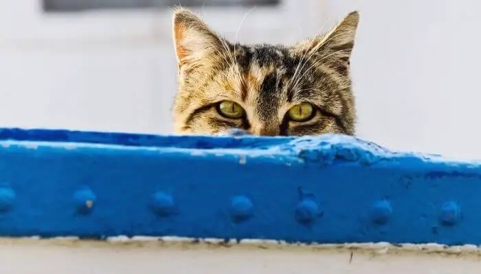 cat peeping over boat side