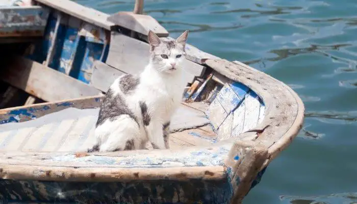 cat resting in old boat
