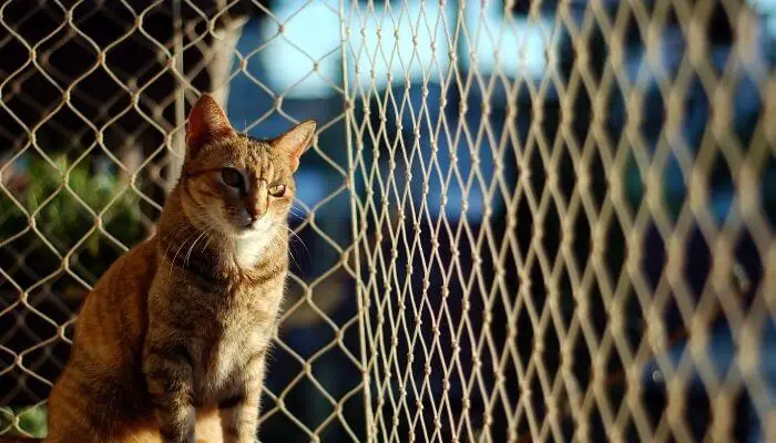cat window net guard