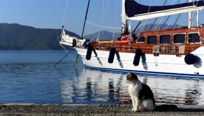 cat with yacht