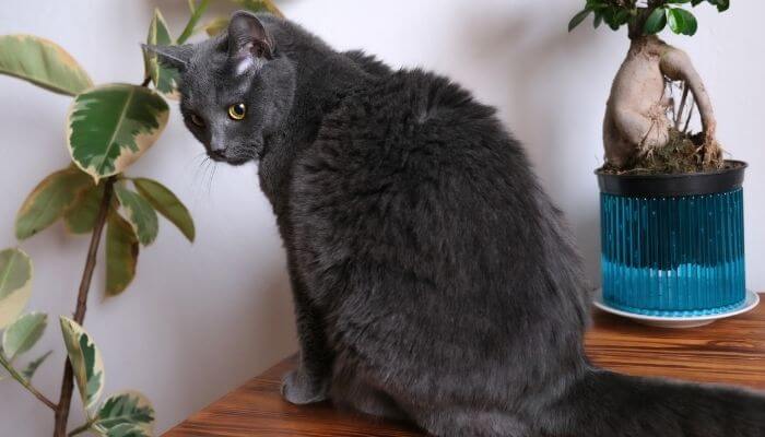 chartreux