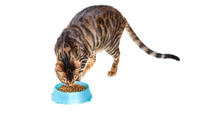 feeding a toyger