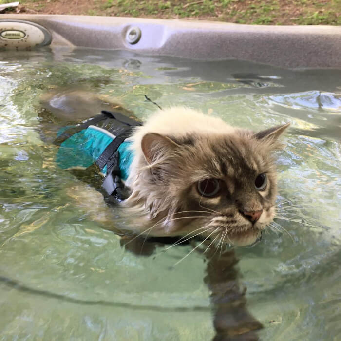 feline flotation device