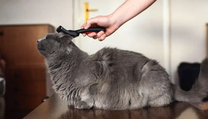 grooming a Chartreux