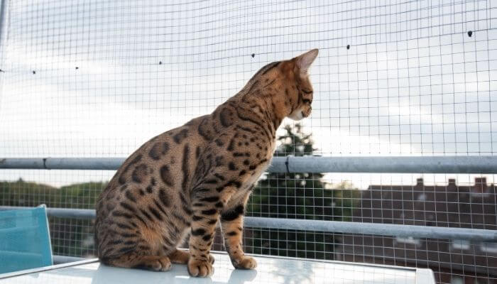 housing a bengal