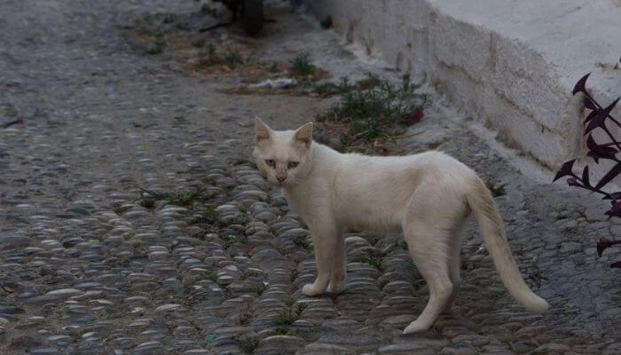 thin white cat