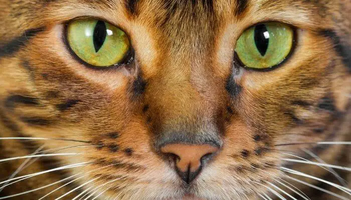 toyger cat face