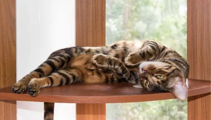 toyger cat resting on tabletop