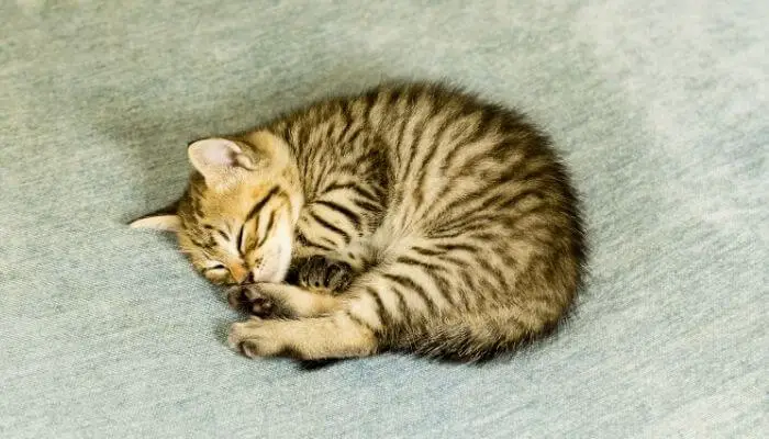 toyger kitten rolled up on carpet