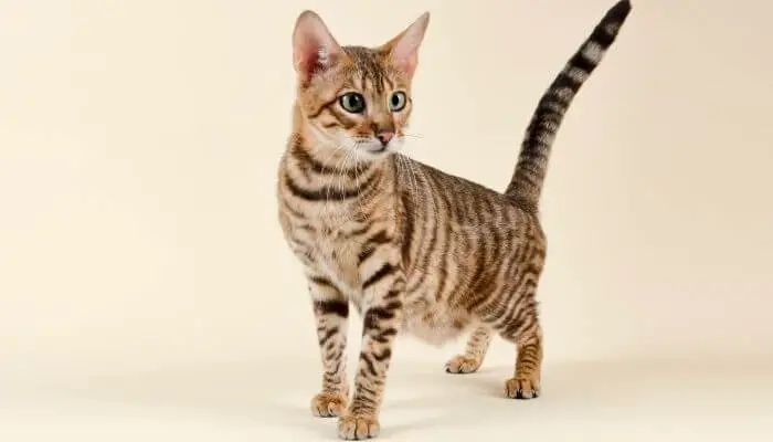 young toyger kitten