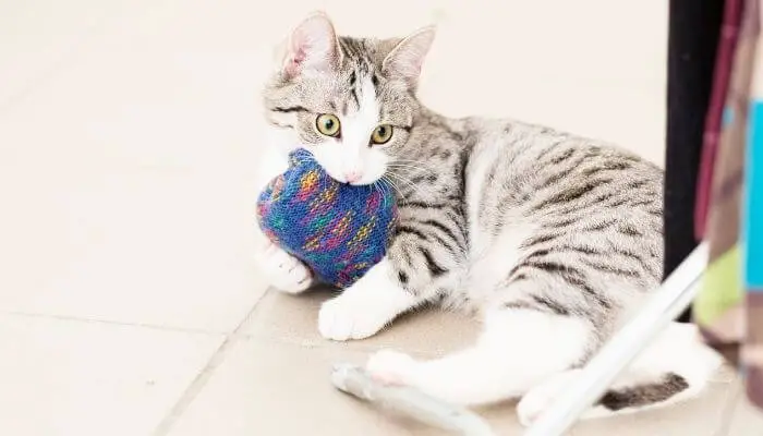 How To Make A Cat Toy Out Of Socks