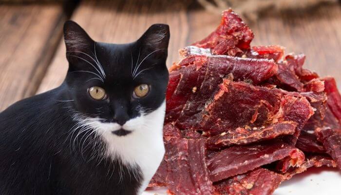 can cats eat beef jerky