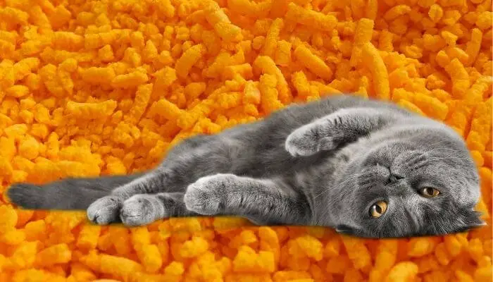 Can Cats Eat Cheetos?  