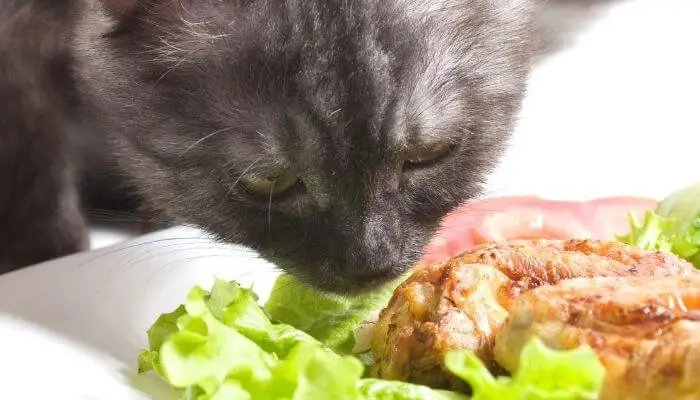 can cats eat chicken