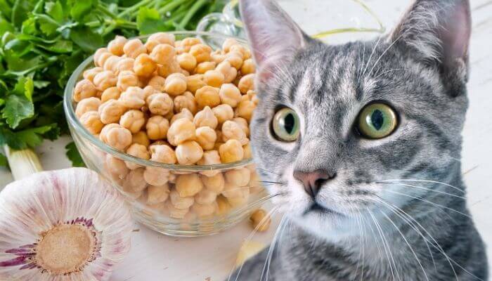 can cats eat chickpeas