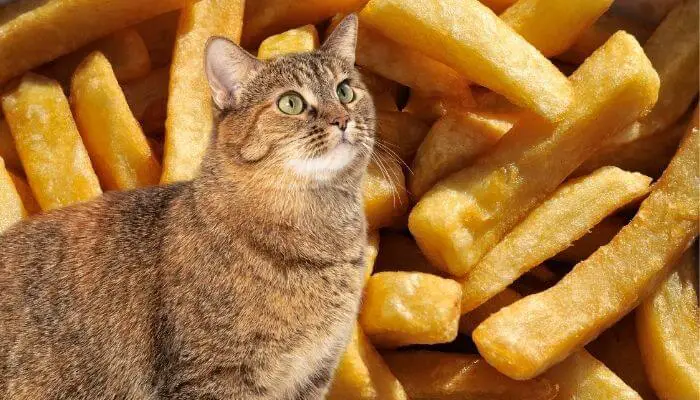 can cats eat crisps-chips