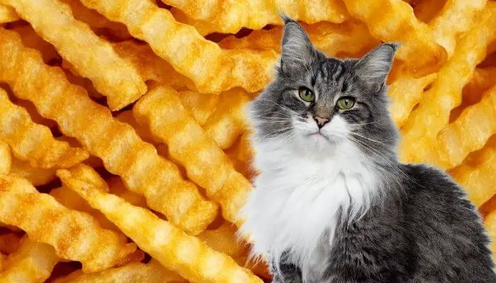 can cats eat french fries