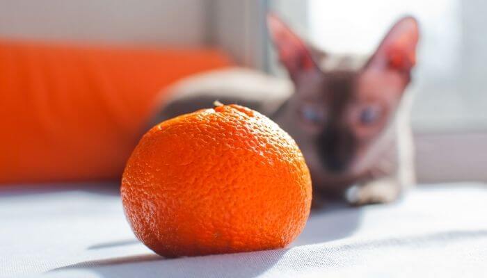 can cats eat oranges