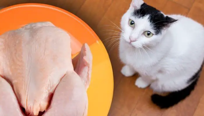 can cats eat raw chicken