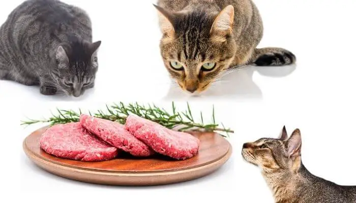 can cats eat raw hamburgers