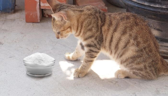 cat and sugar bowl