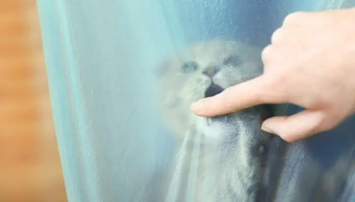 cat biting plastic bag