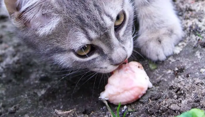 cat eating meat