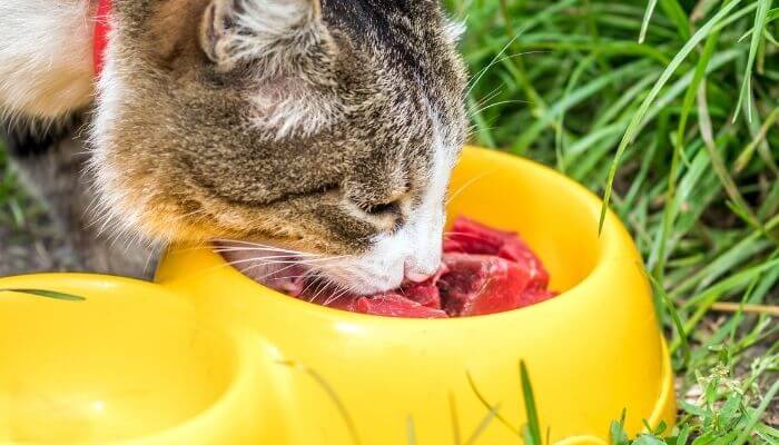 cat eating raw meat