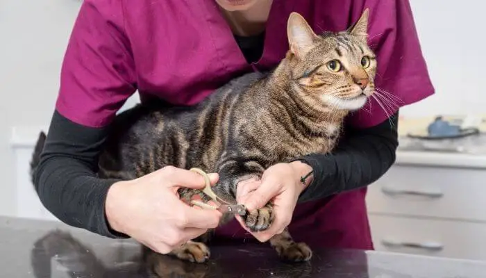 cat getting nails clipped by vet