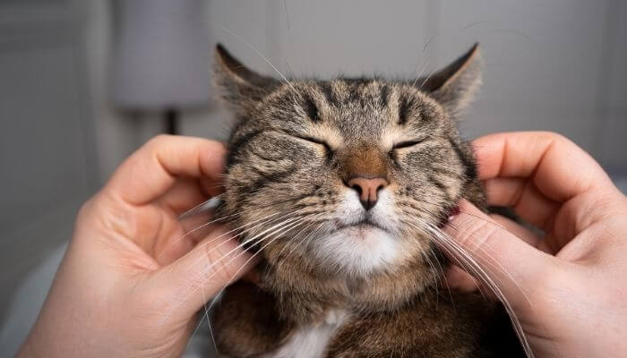 cat getting tickled