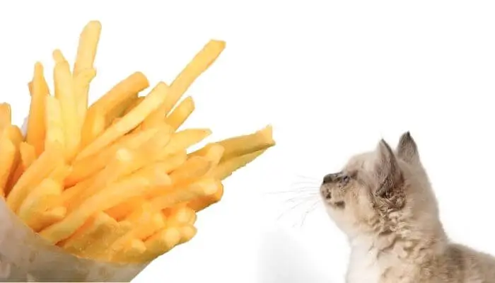 cat looking at fries