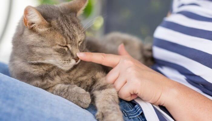 cat relaxing on lap