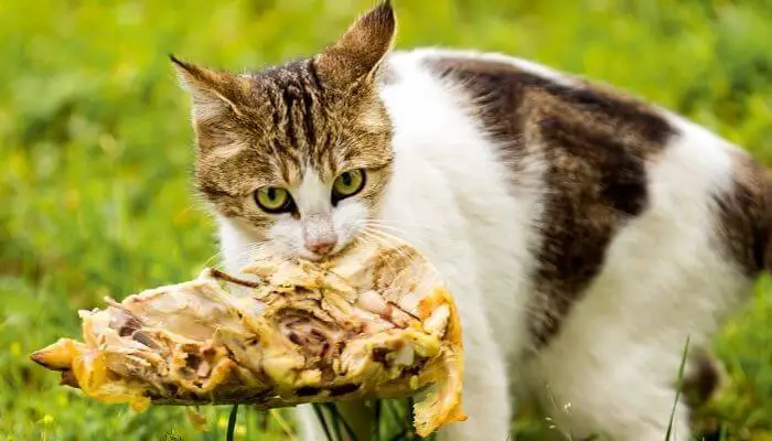 cat running off with chicken carcass