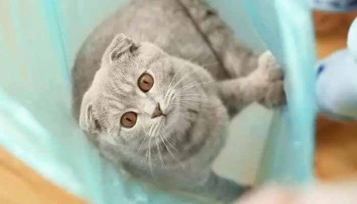 cat sat inside plastic bag
