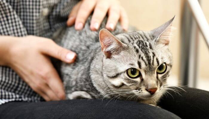 cat sitting on lap