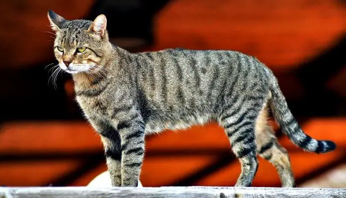 cat with a low and straight tail