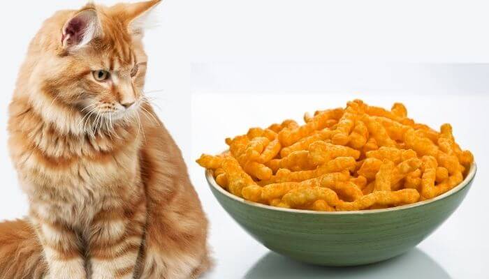 cat with cheetos