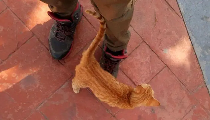 cat with tail wrapped around human leg