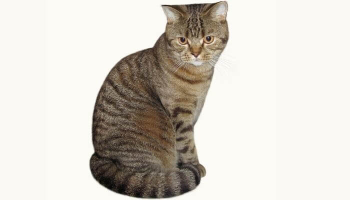 cat with tail wrapped around own body
