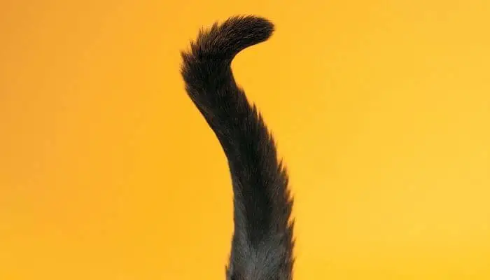 do cats have control of their tails