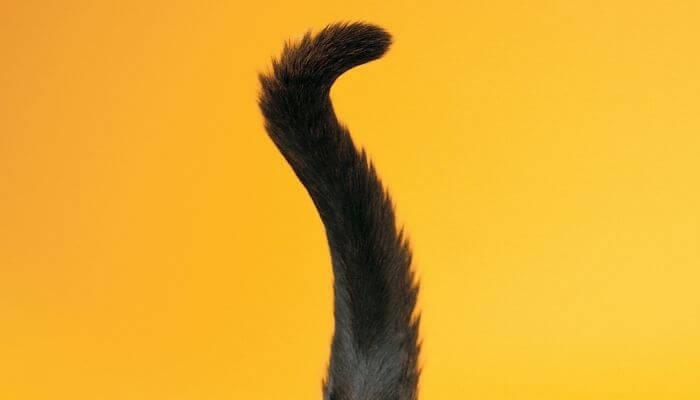 do cats have control of their tails